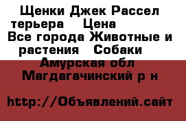 Щенки Джек Рассел терьера  › Цена ­ 15 000 - Все города Животные и растения » Собаки   . Амурская обл.,Магдагачинский р-н